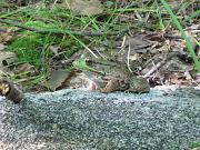  A meditating frog