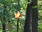  A leaf caught in a cob web