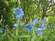  HImalayan Blue Poppy
