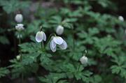  Nirinsou（二輪草: Anemone flaccida）aka Windflower