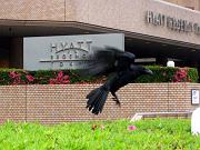  Crows are all over in Tokyo