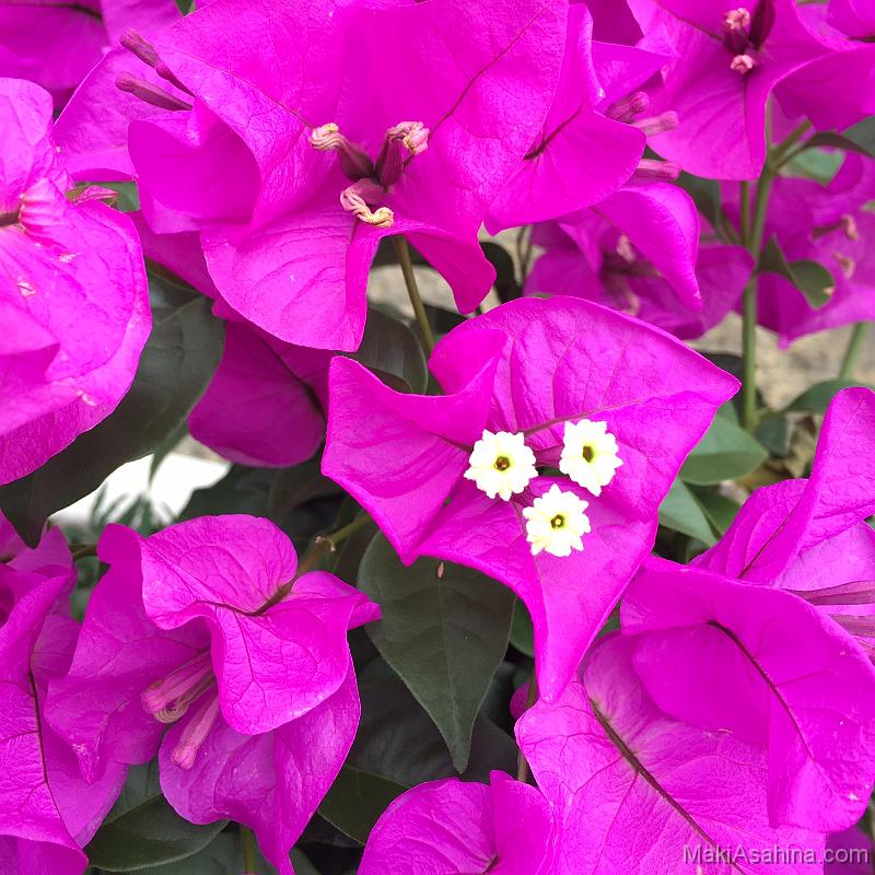 Bougenvillea