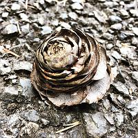  Cedar Rose