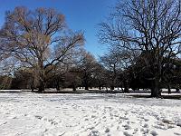  Still some snow accumulation in Shinjukugyoen on Satruday, January 27.