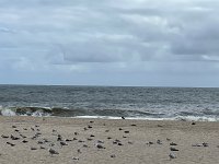  Cooper's Beach
