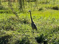  A crane spotted in the Classic Garden in Allentown